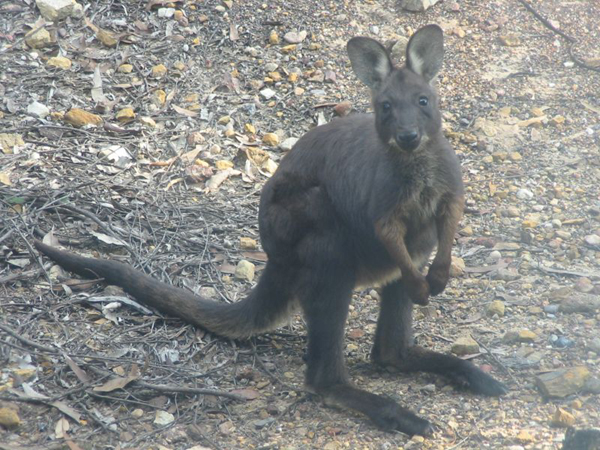 Wallaroo Wallaby Kangaroo